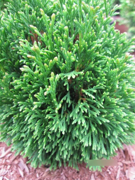 Thuja occidentalis Maks - Zwerglebensbaum Maks